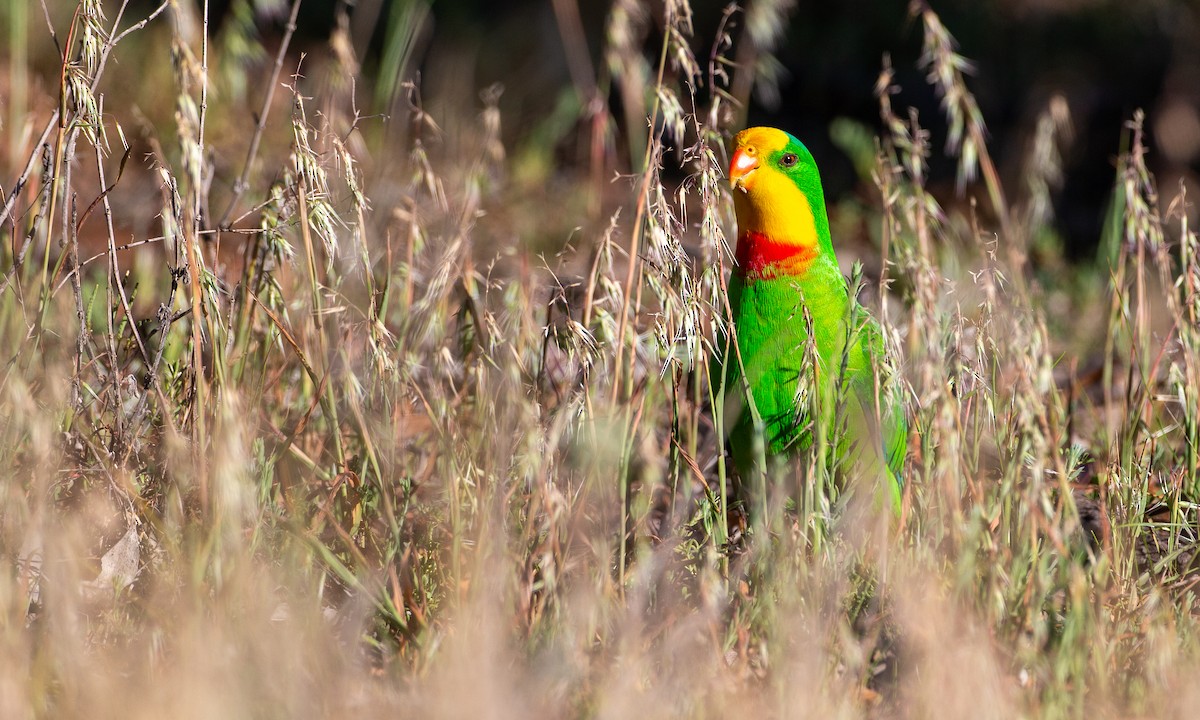 Superb Parrot - ML620510301