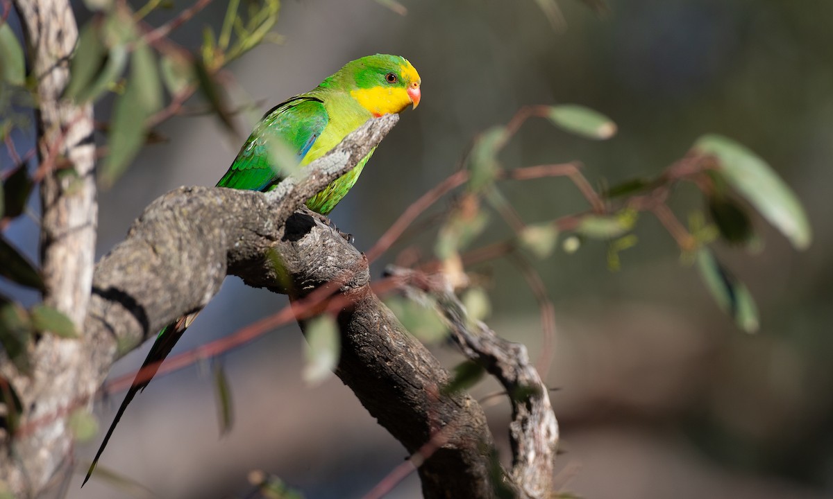 Superb Parrot - ML620510302