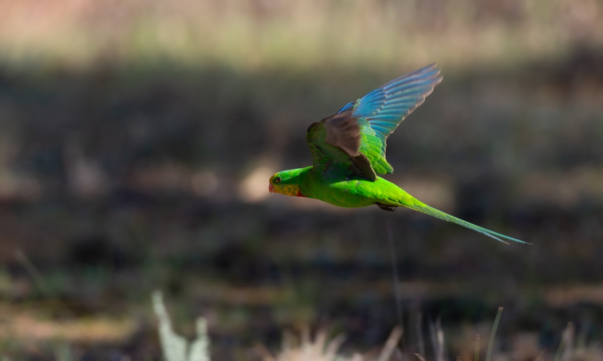 Superb Parrot - ML620510303