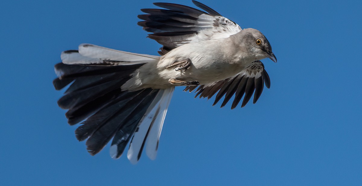 Northern Mockingbird - ML620510306