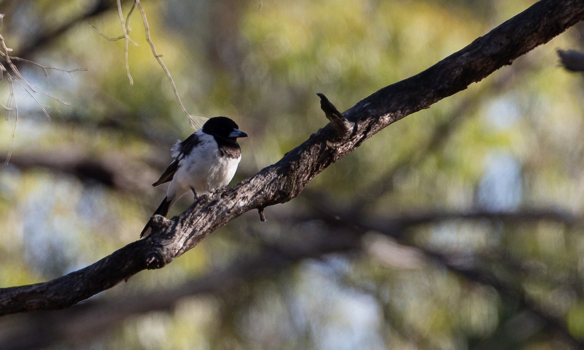 Pied Butcherbird - ML620510307