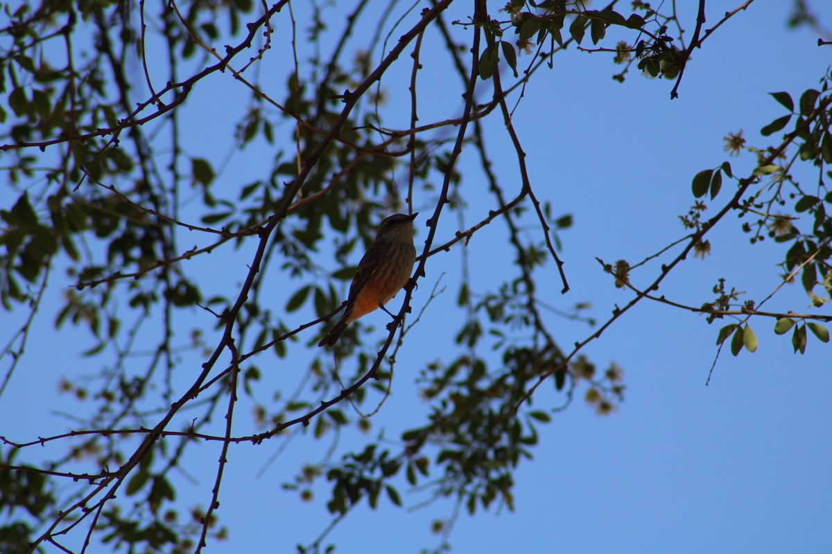 Vermilion Flycatcher - ML620510308