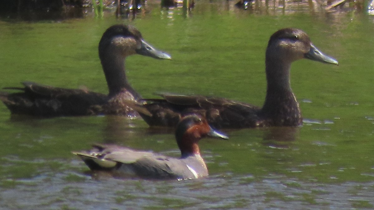 Green-winged Teal - ML620510311