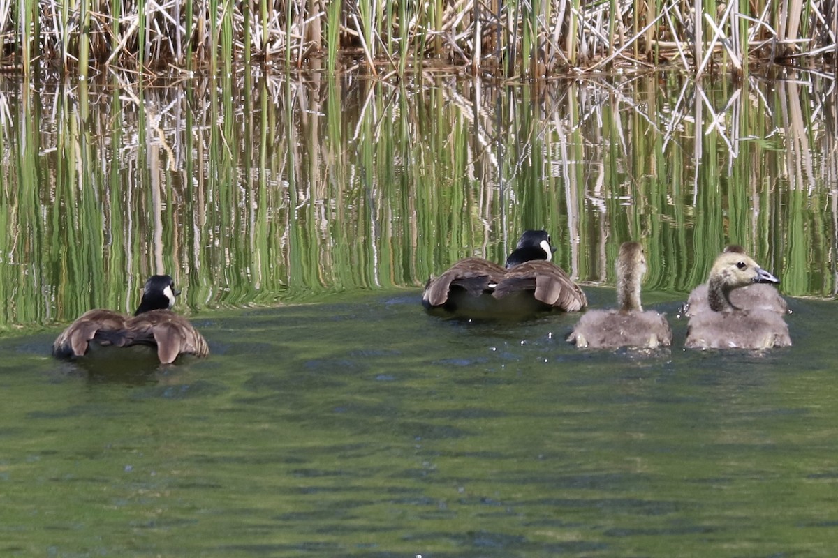 Canada Goose - ML620510314