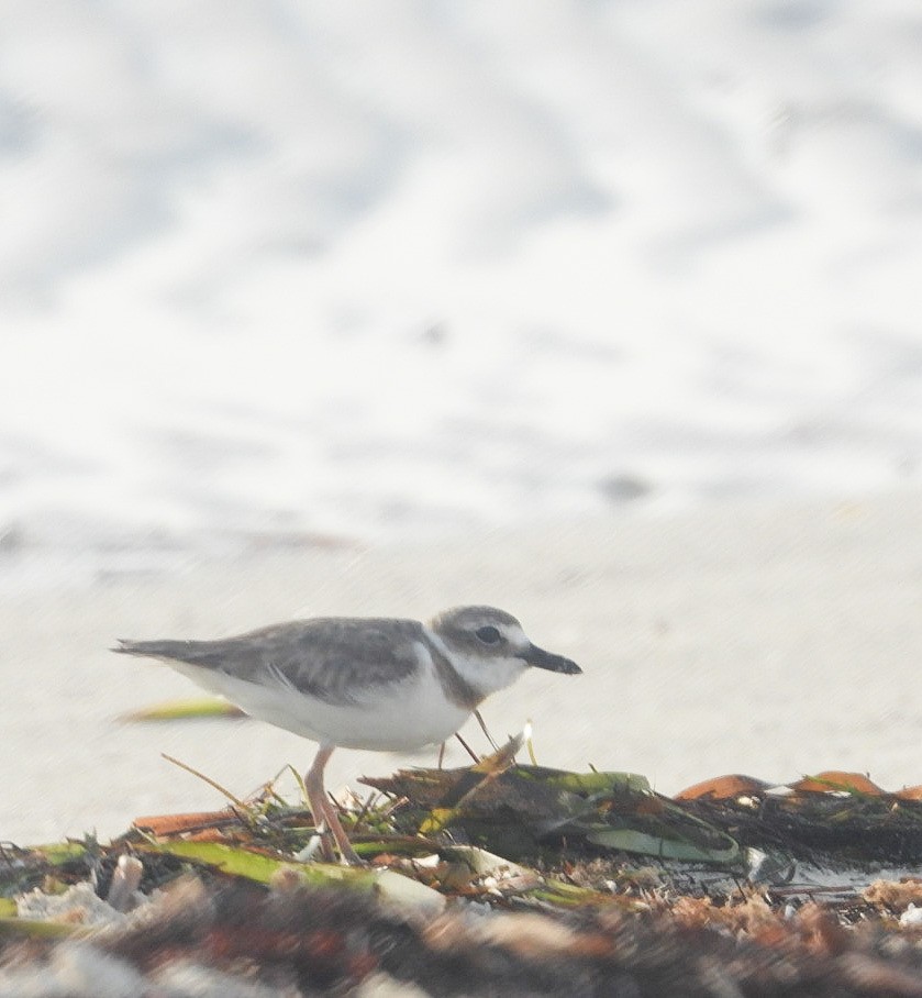 Wilson's Plover - ML620510318