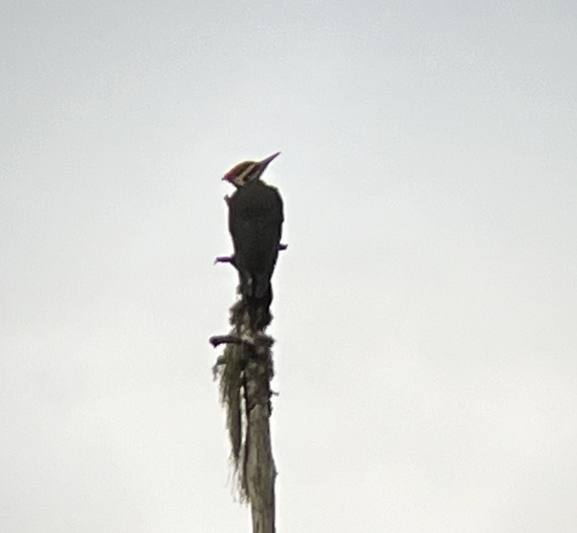 Pileated Woodpecker - ML620510321