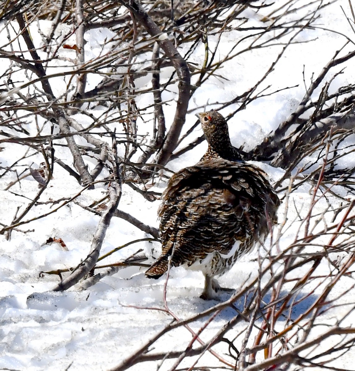 Moorschneehuhn - ML620510325