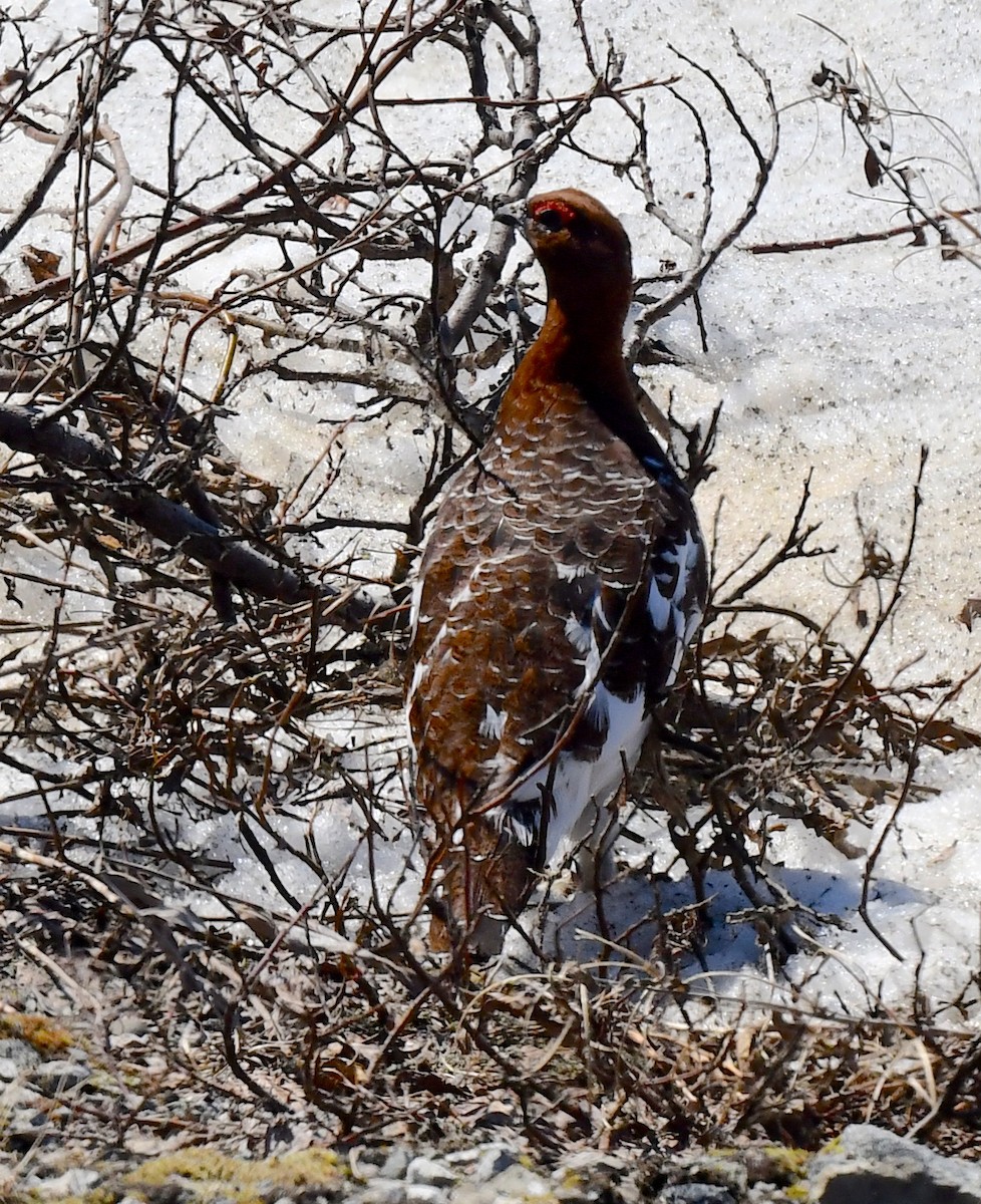 Moorschneehuhn - ML620510326