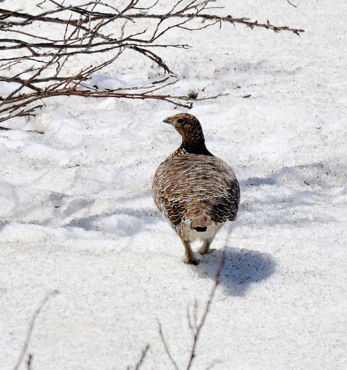 Moorschneehuhn - ML620510330