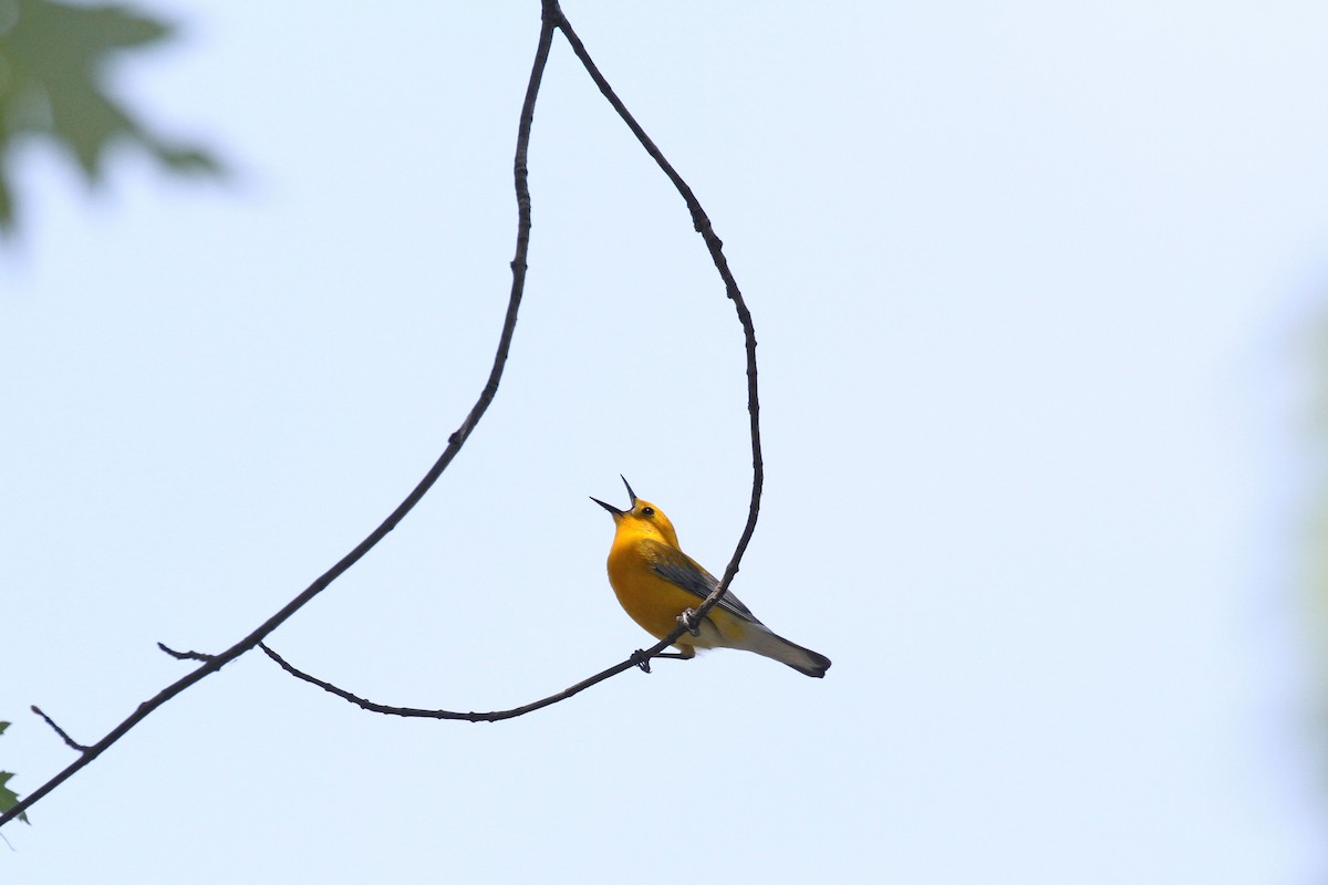 Prothonotary Warbler - ML620510331