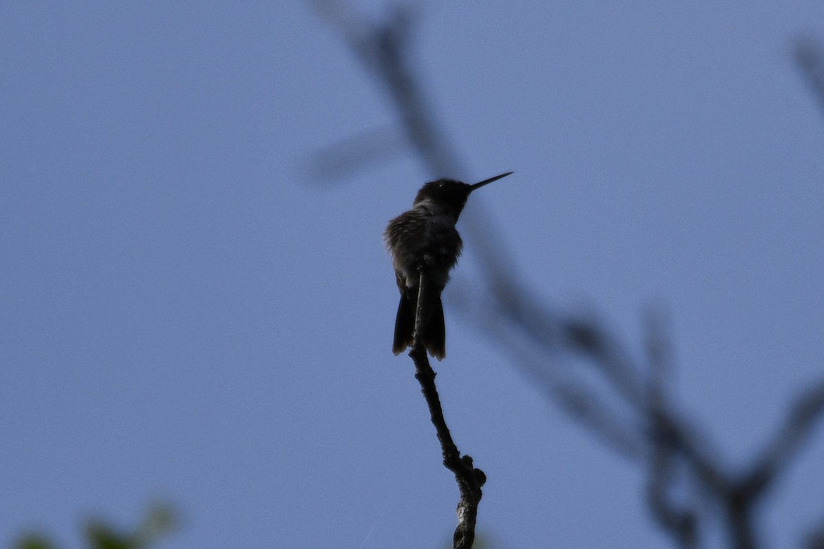 Ruby-throated Hummingbird - ML620510335