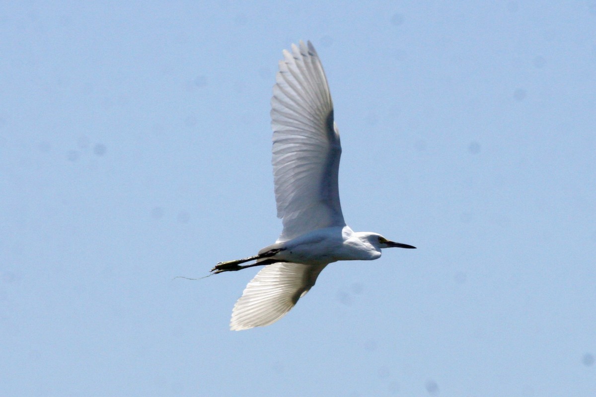 Snowy Egret - ML620510338