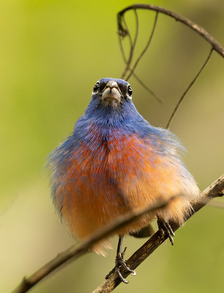 Passerin à ventre rose - ML620510341