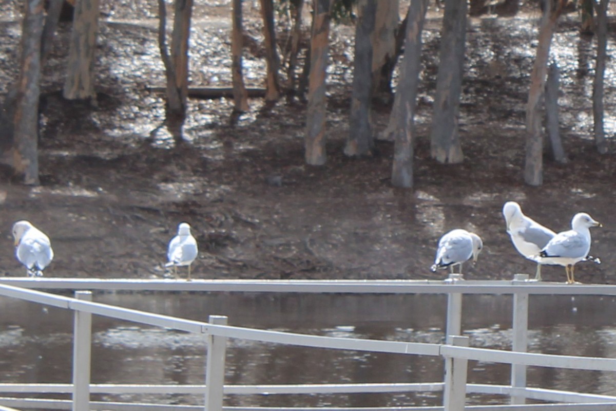 California Gull - ML620510351