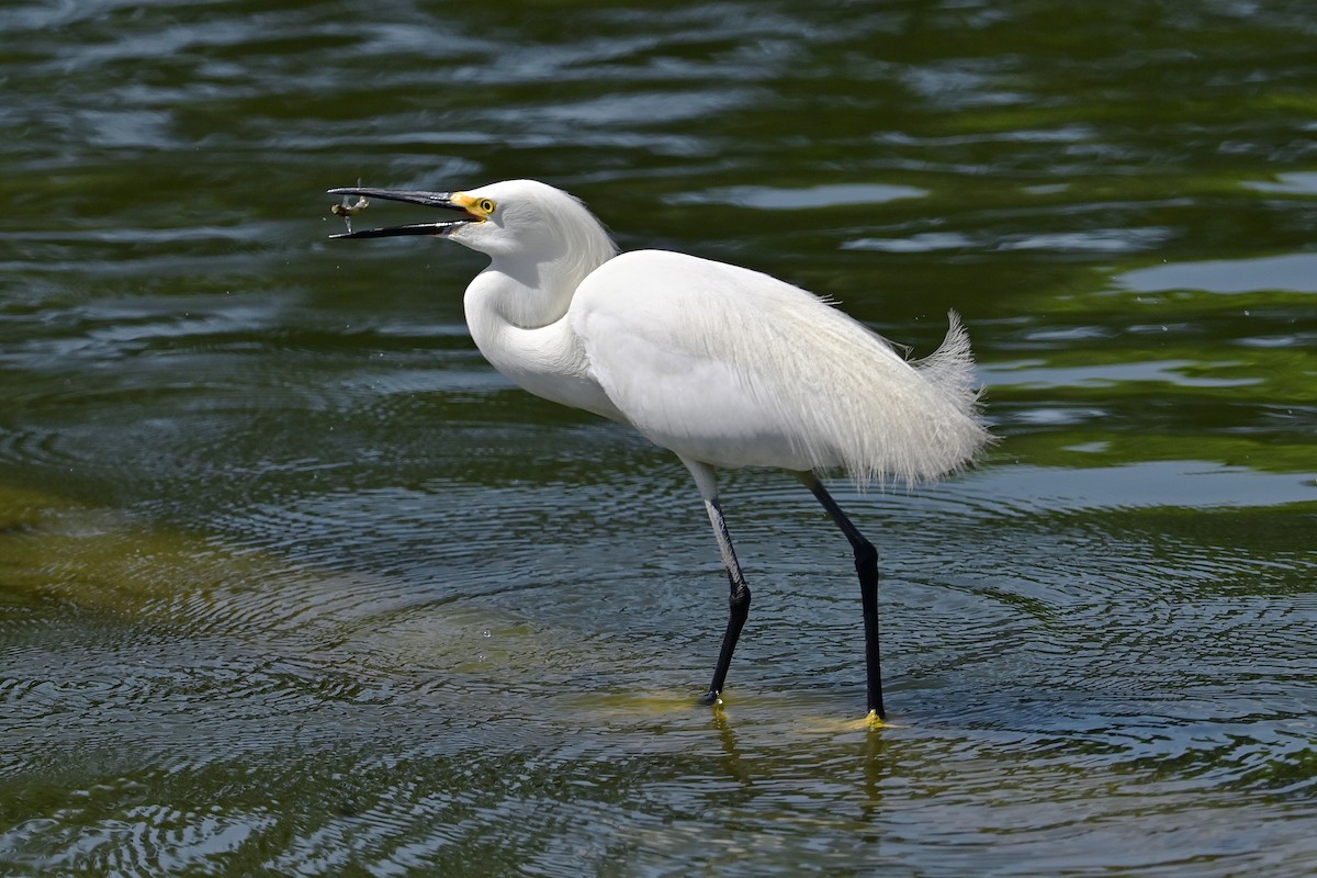 Snowy Egret - ML620510356