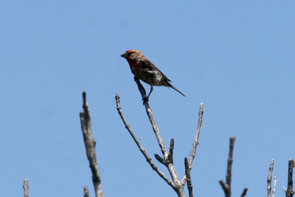 House Finch - ML620510360