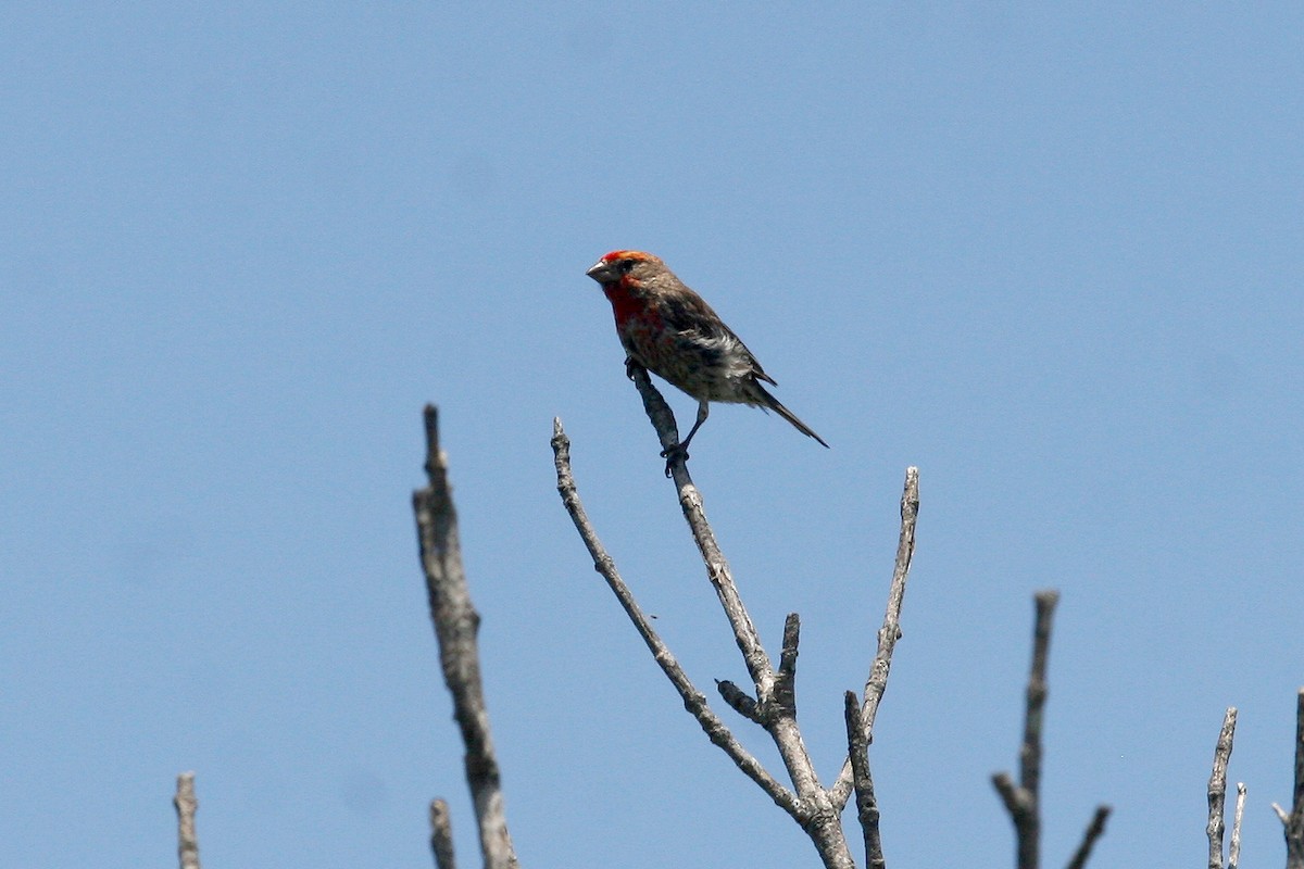 House Finch - ML620510362