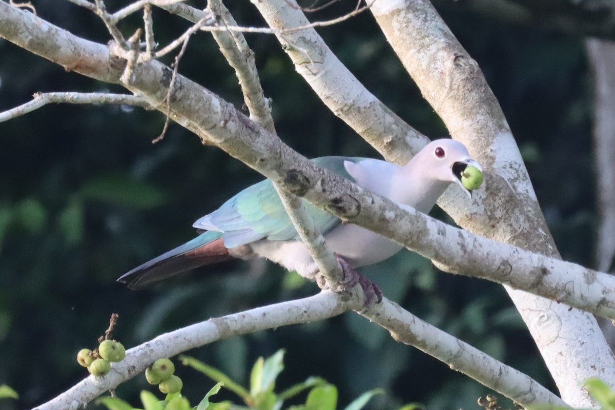 Green Imperial-Pigeon - ML620510366
