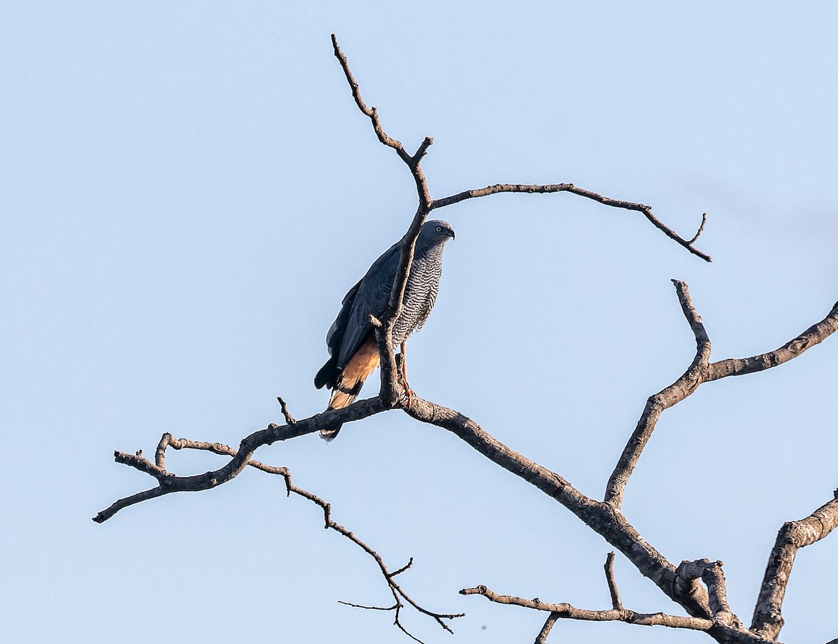 Gray-lined Hawk - ML620510370