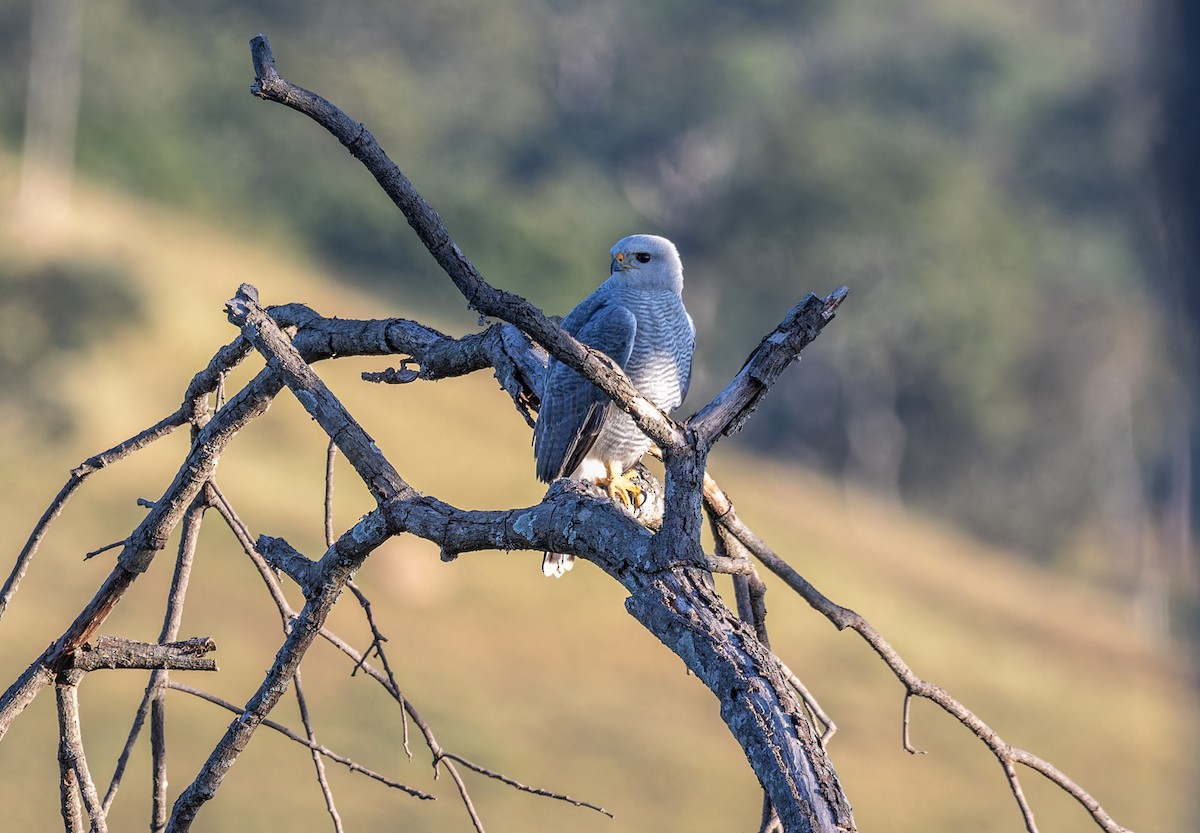 Gray-lined Hawk - Fernanda Fernandex