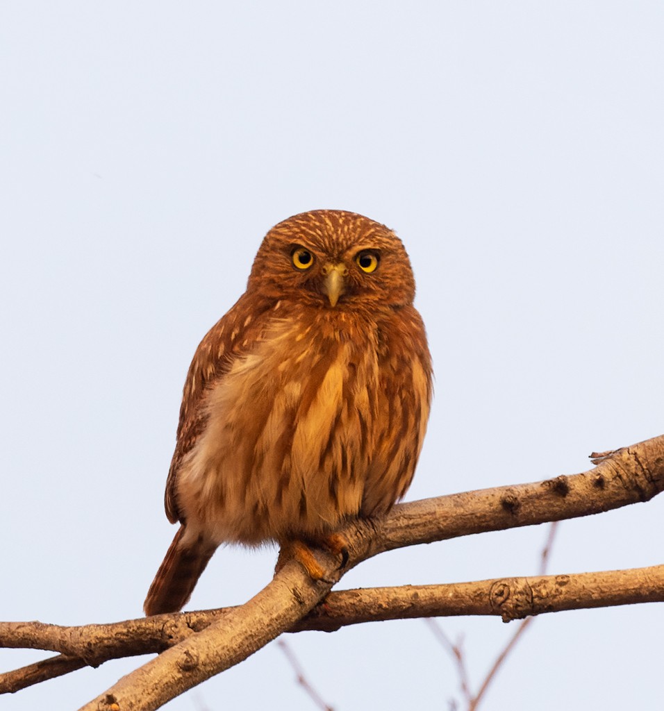 Ferruginous Pygmy-Owl - ML620510373