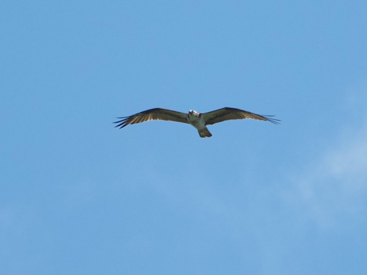 Águila Pescadora - ML620510376