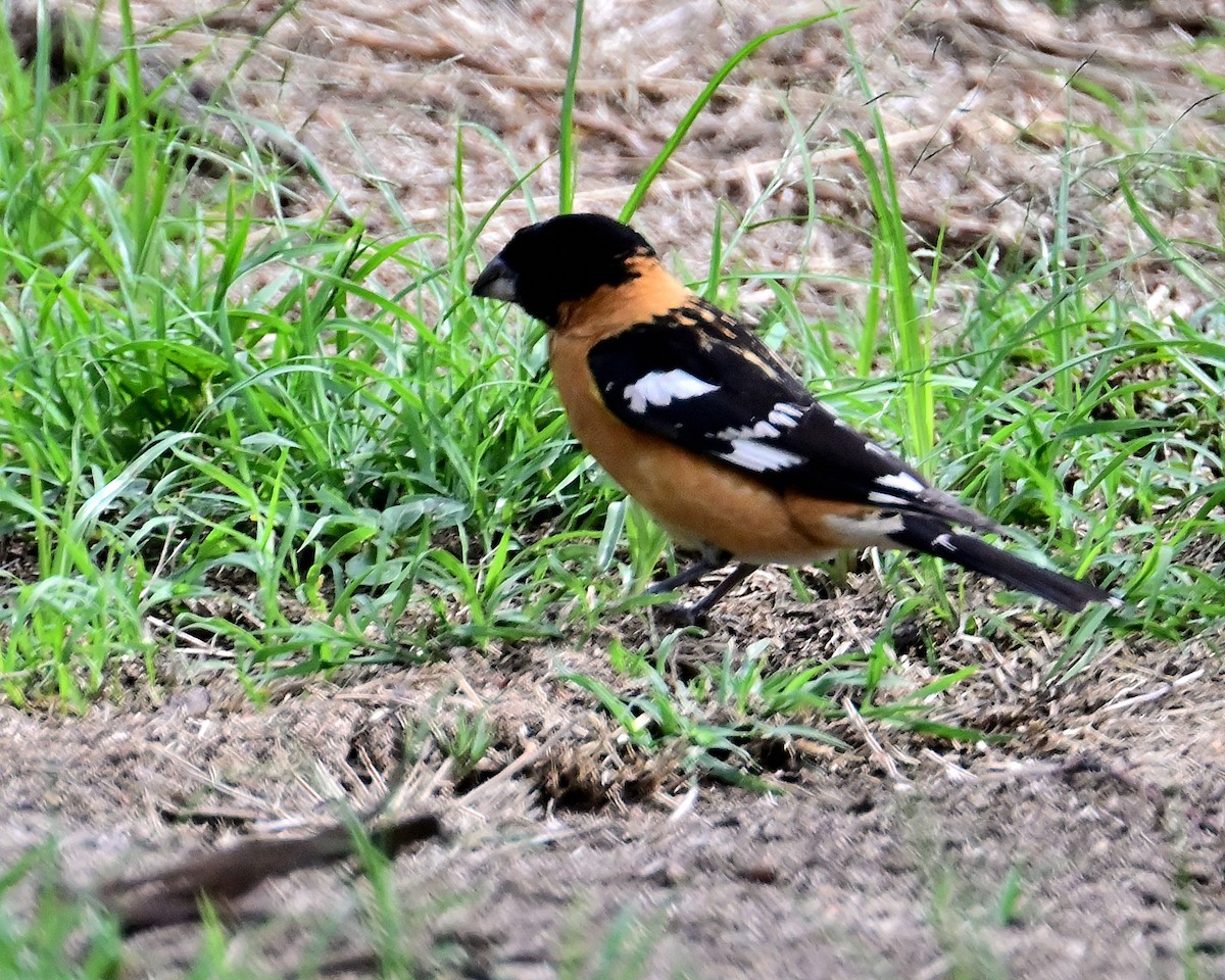 Black-headed Grosbeak - ML620510378