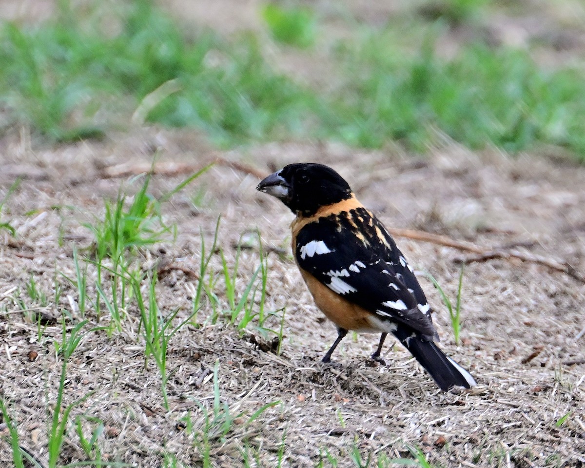 Black-headed Grosbeak - ML620510379