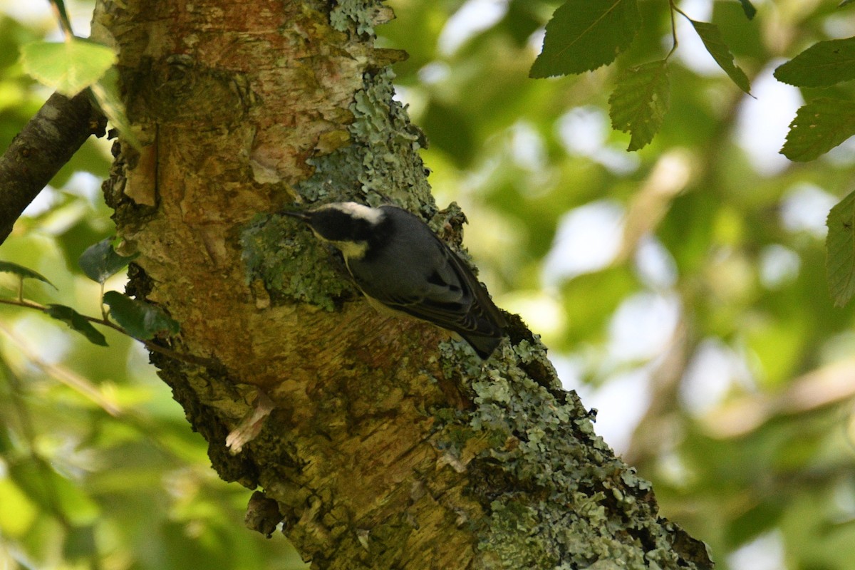 White-breasted Nuthatch - ML620510380