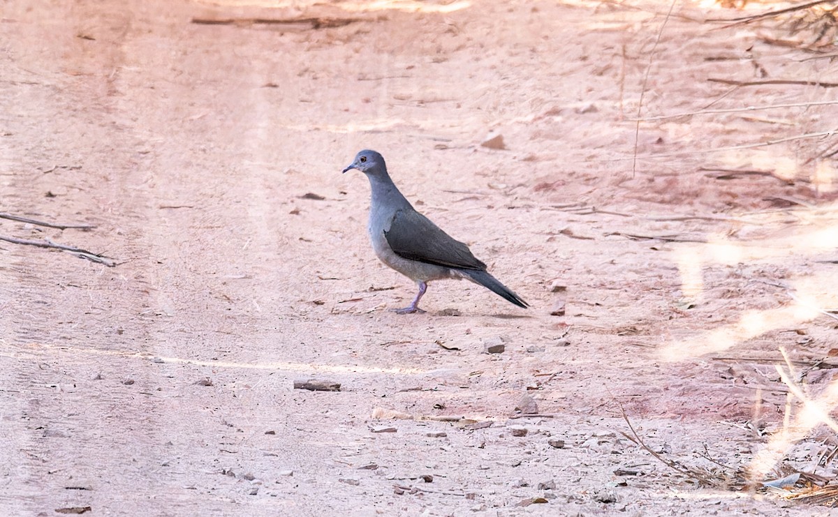 White-tipped Dove - ML620510383