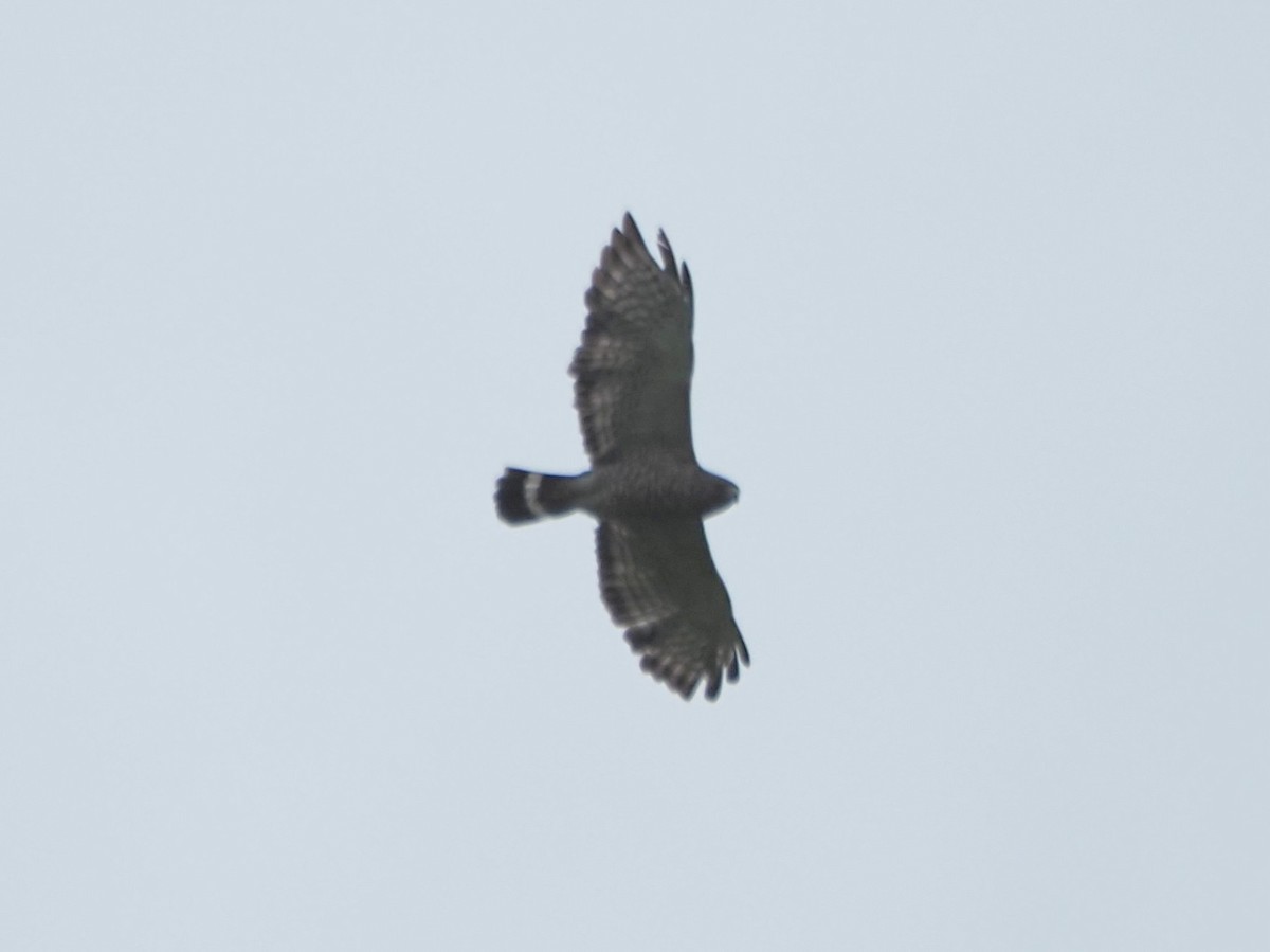 Broad-winged Hawk - ML620510384