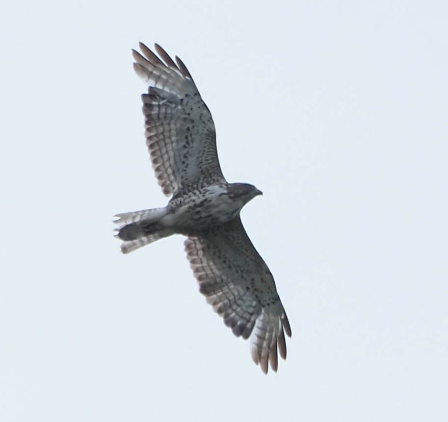 Red-tailed Hawk - ML620510386