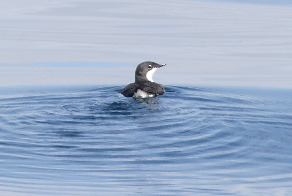 Scripps's Murrelet - ML620510387