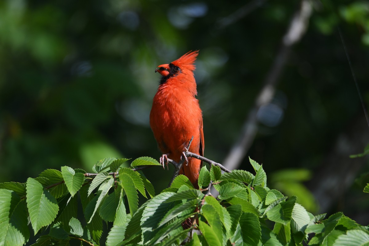 Cardinal rouge - ML620510388