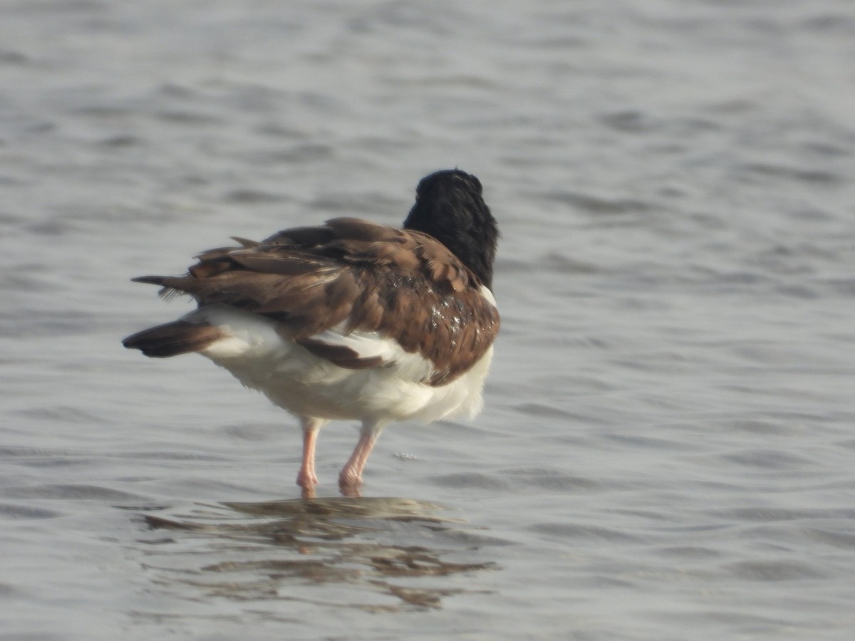 American Oystercatcher - ML620510391