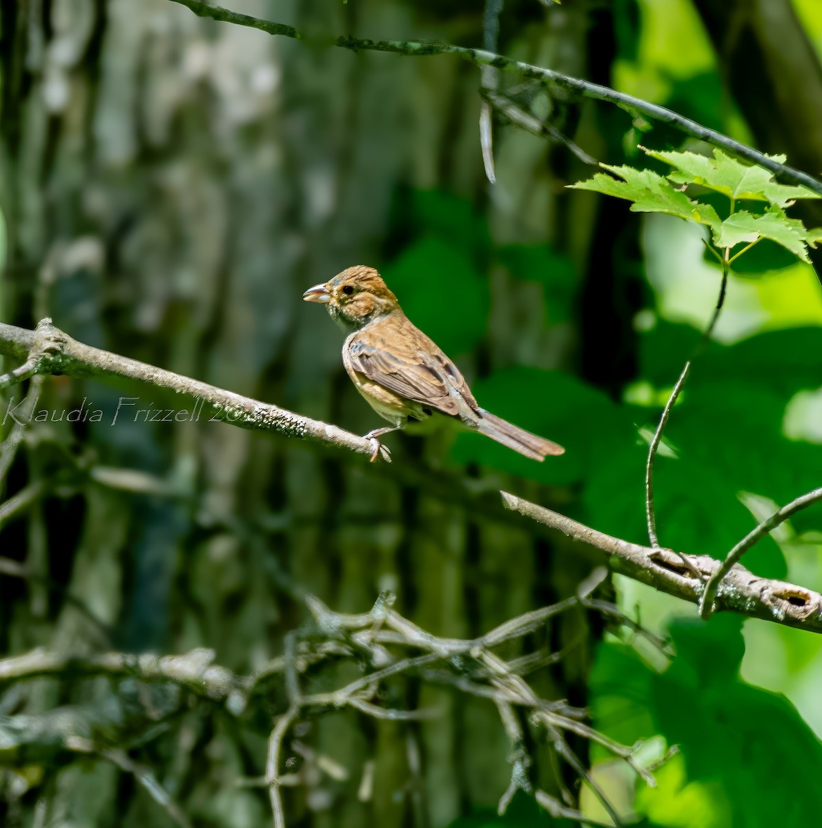 Indigo Bunting - ML620510393