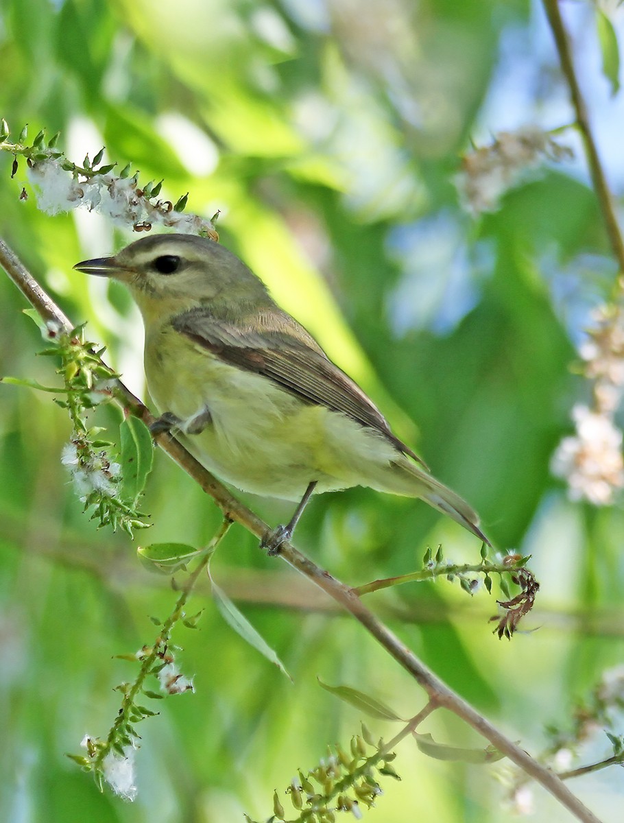 Philadelphia Vireo - ML620510396