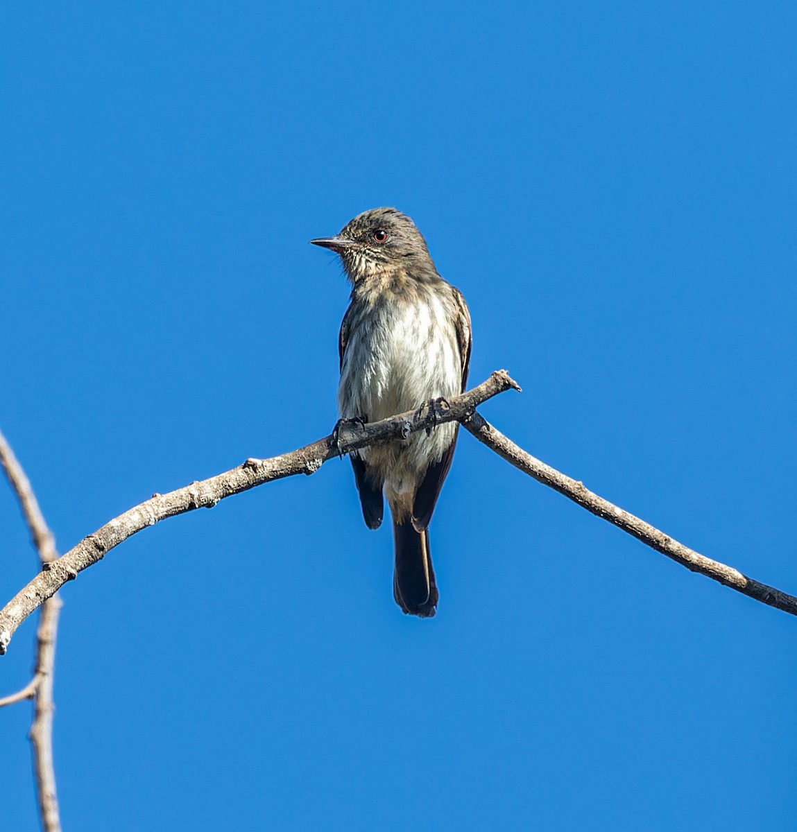 Caatinga Black-Tyrant - ML620510399