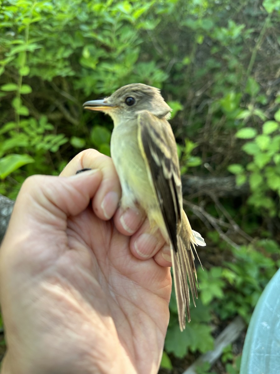 Acadian Flycatcher - ML620510402