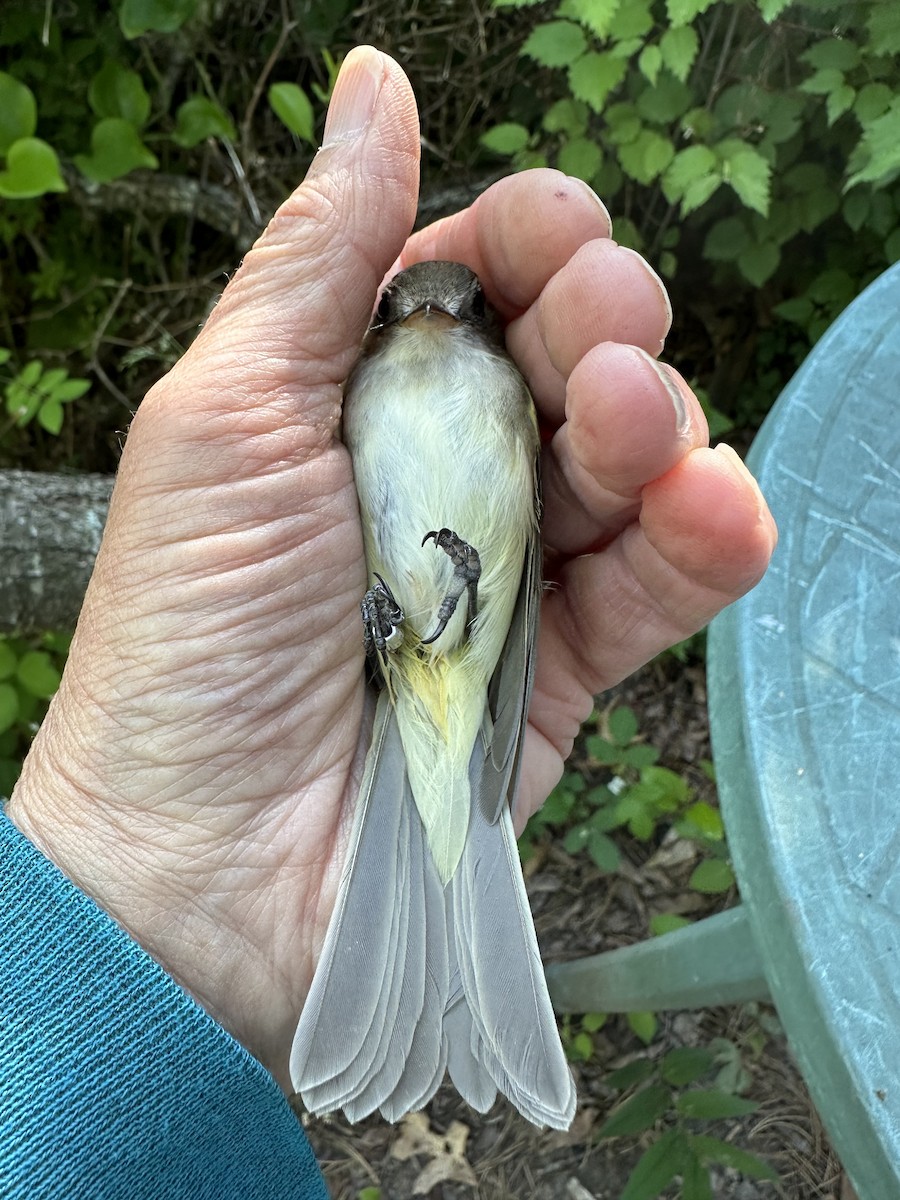 Acadian Flycatcher - ML620510405