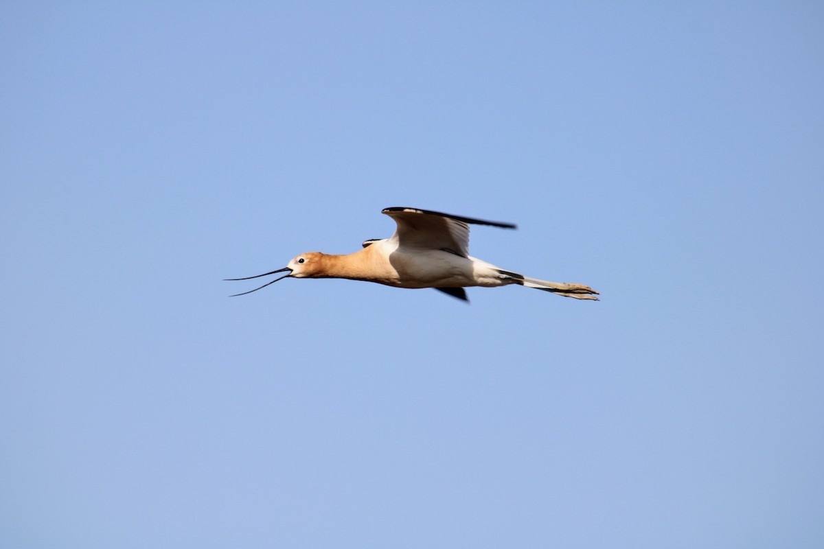 Avoceta Americana - ML620510406