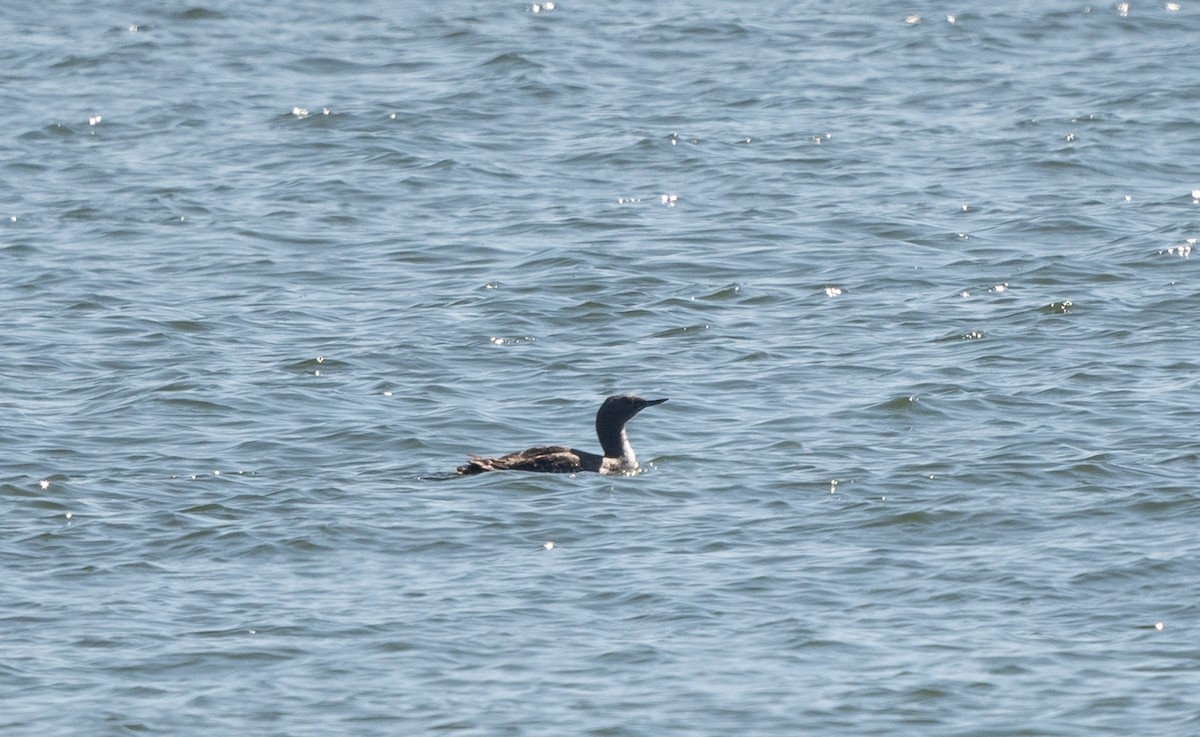 Red-throated Loon - ML620510408