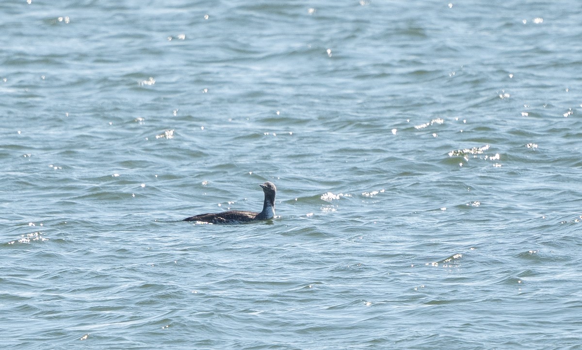 Red-throated Loon - ML620510409