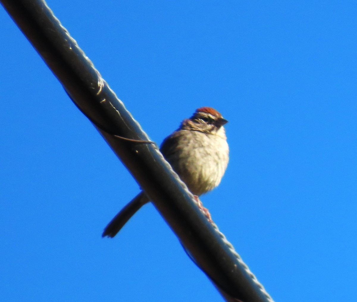 Rufous-crowned Sparrow - ML620510411