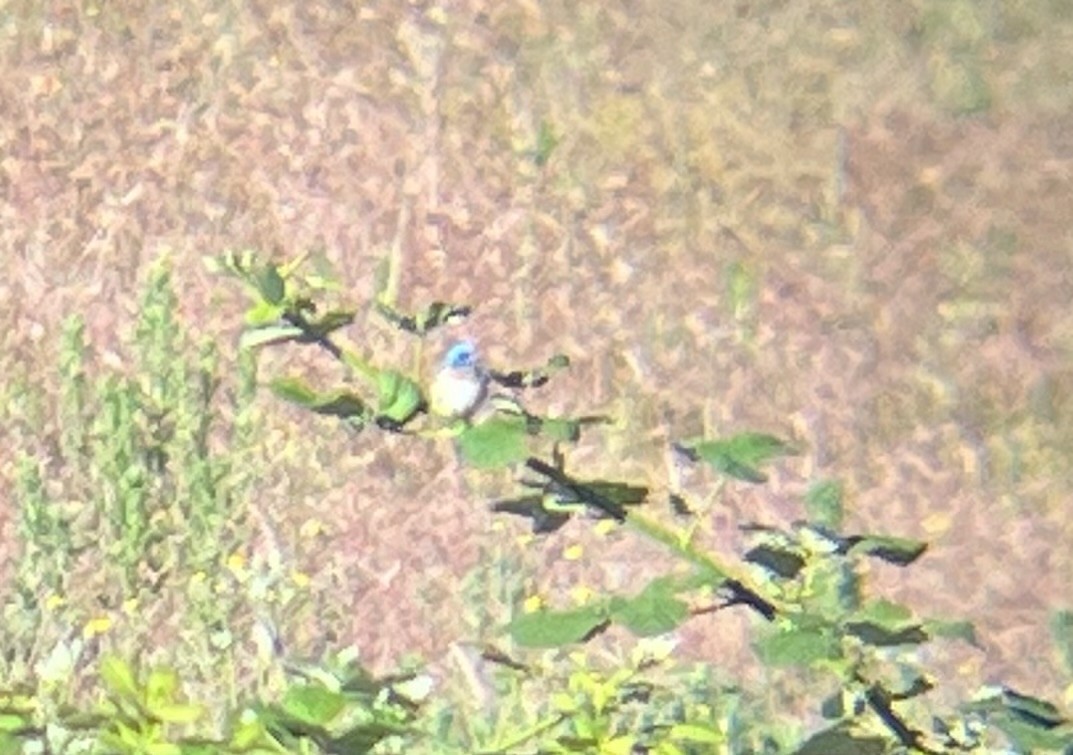 Lazuli Bunting - ML620510412