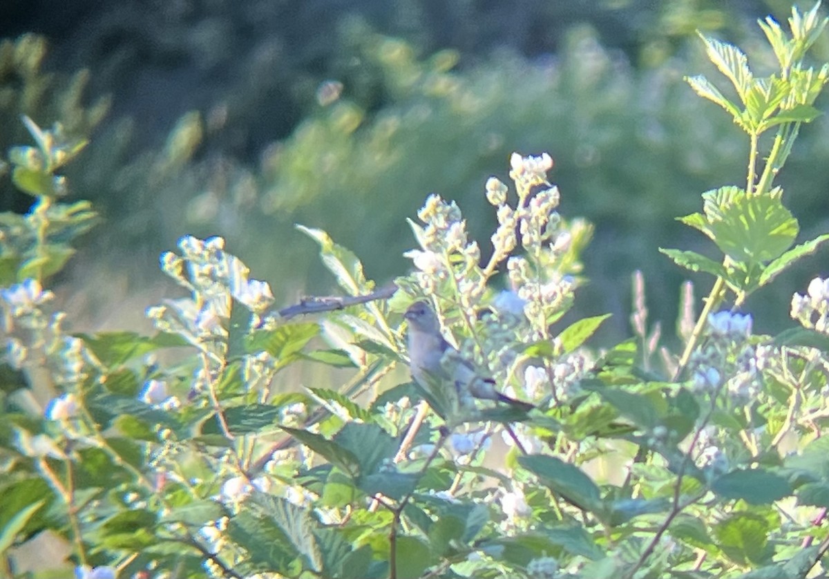 Lazuli Bunting - V Thompson