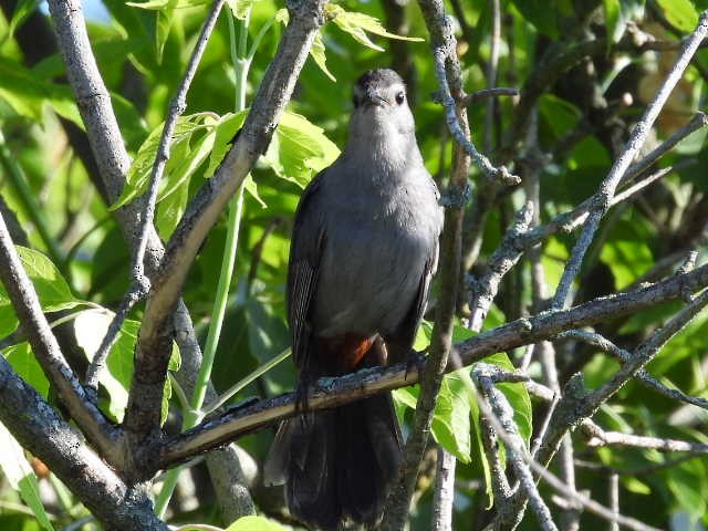 Gray Catbird - ML620510415