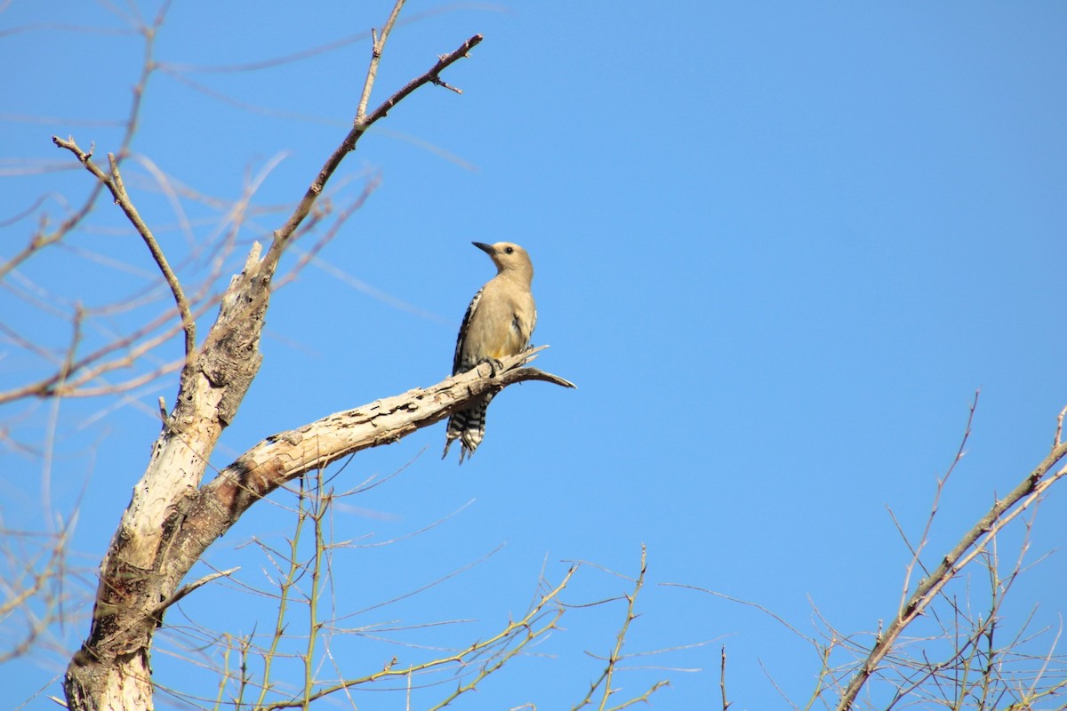 Gila Woodpecker - Julio Ruiz