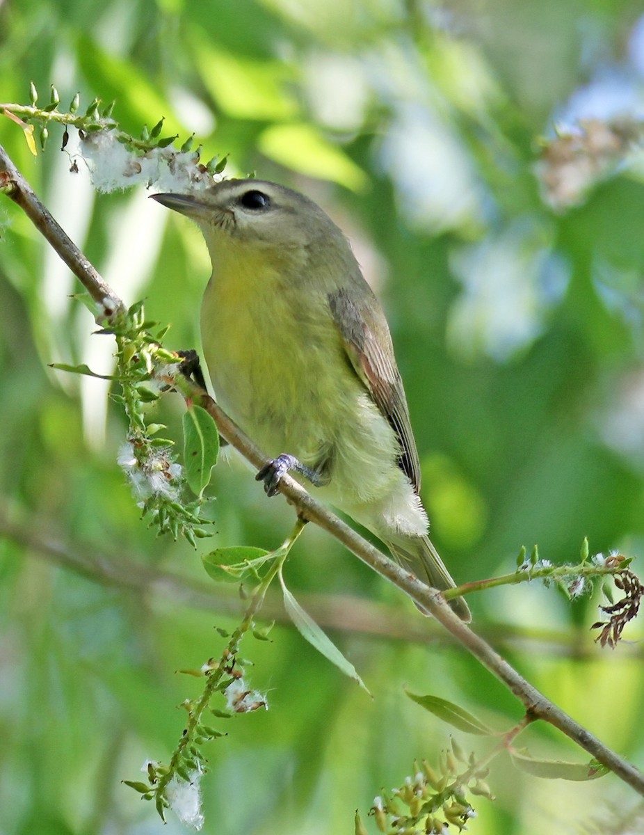 Philadelphia Vireo - ML620510419