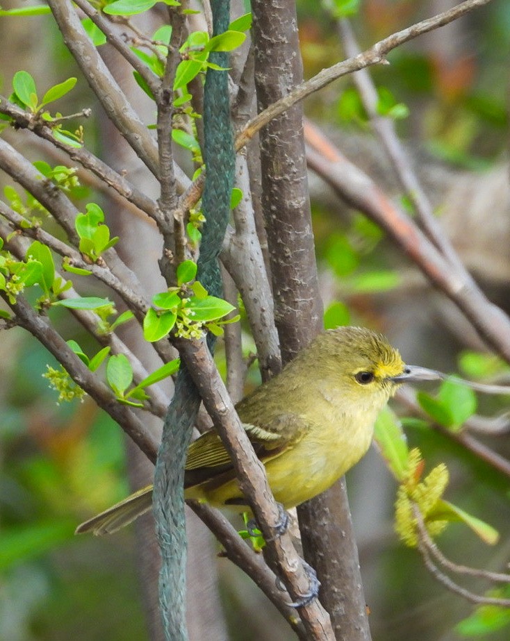 Kalın Gagalı Vireo - ML620510421